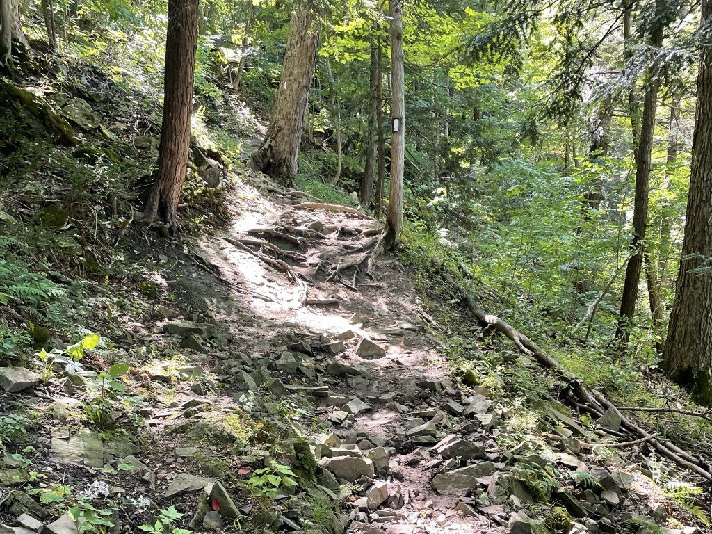 Bruce Trail forest segment in Niagara Region