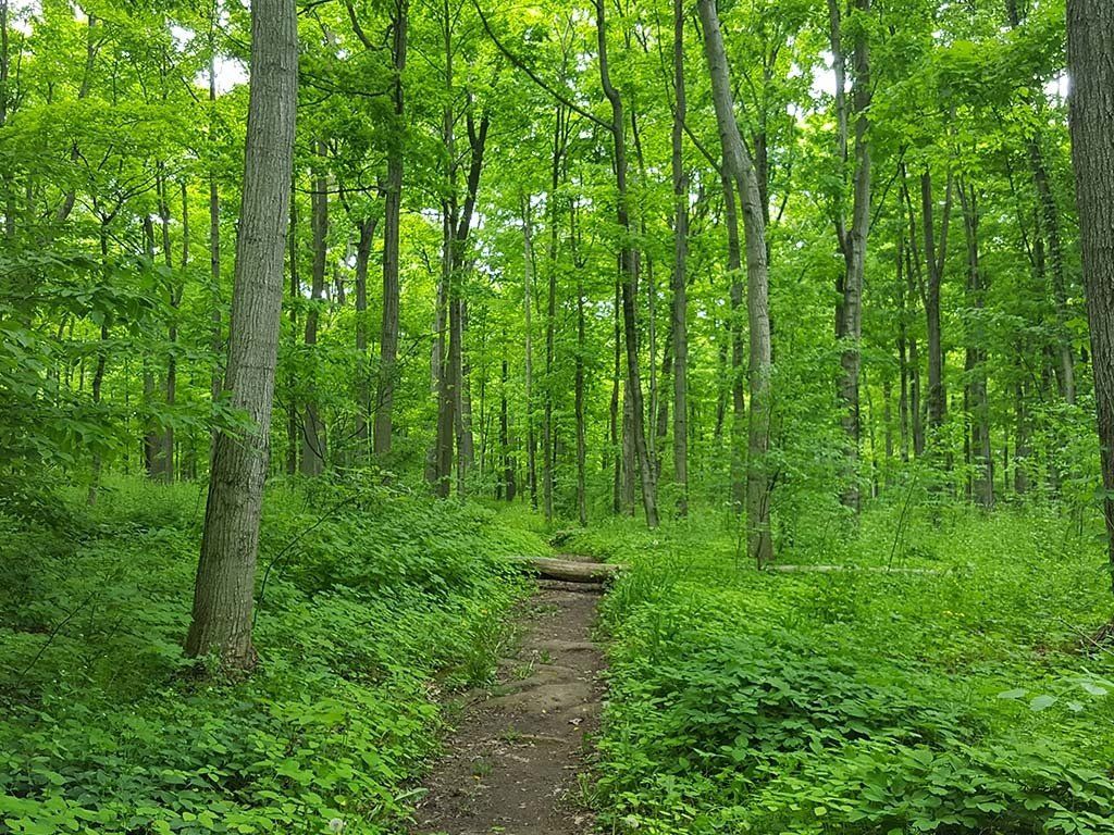 Hiking Trail in Niagara Region