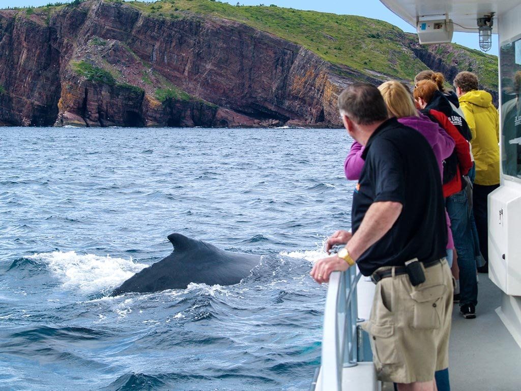 Whale Watching boat cruise in Newfoundland