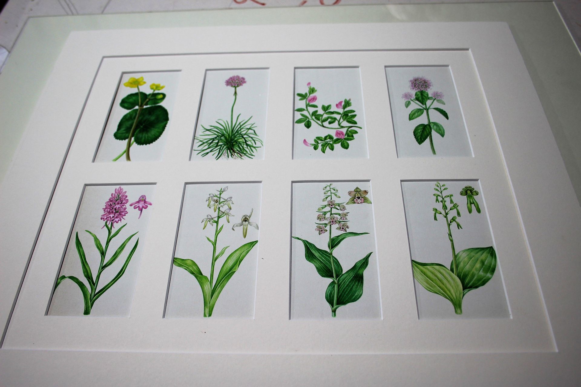 montage of flower prints framed