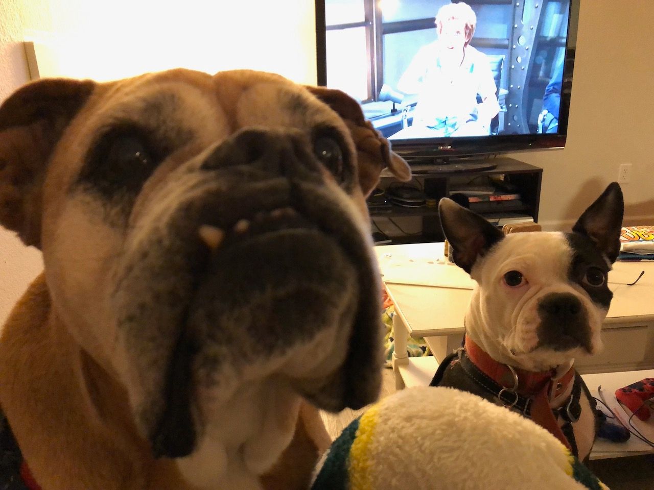 Ghloe the first MyCali Designs Employee