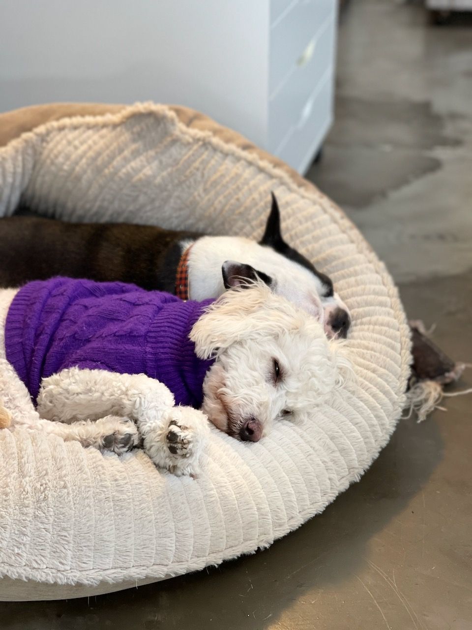 Jesse and Trixie the MyCali Designs Pets being Lazy