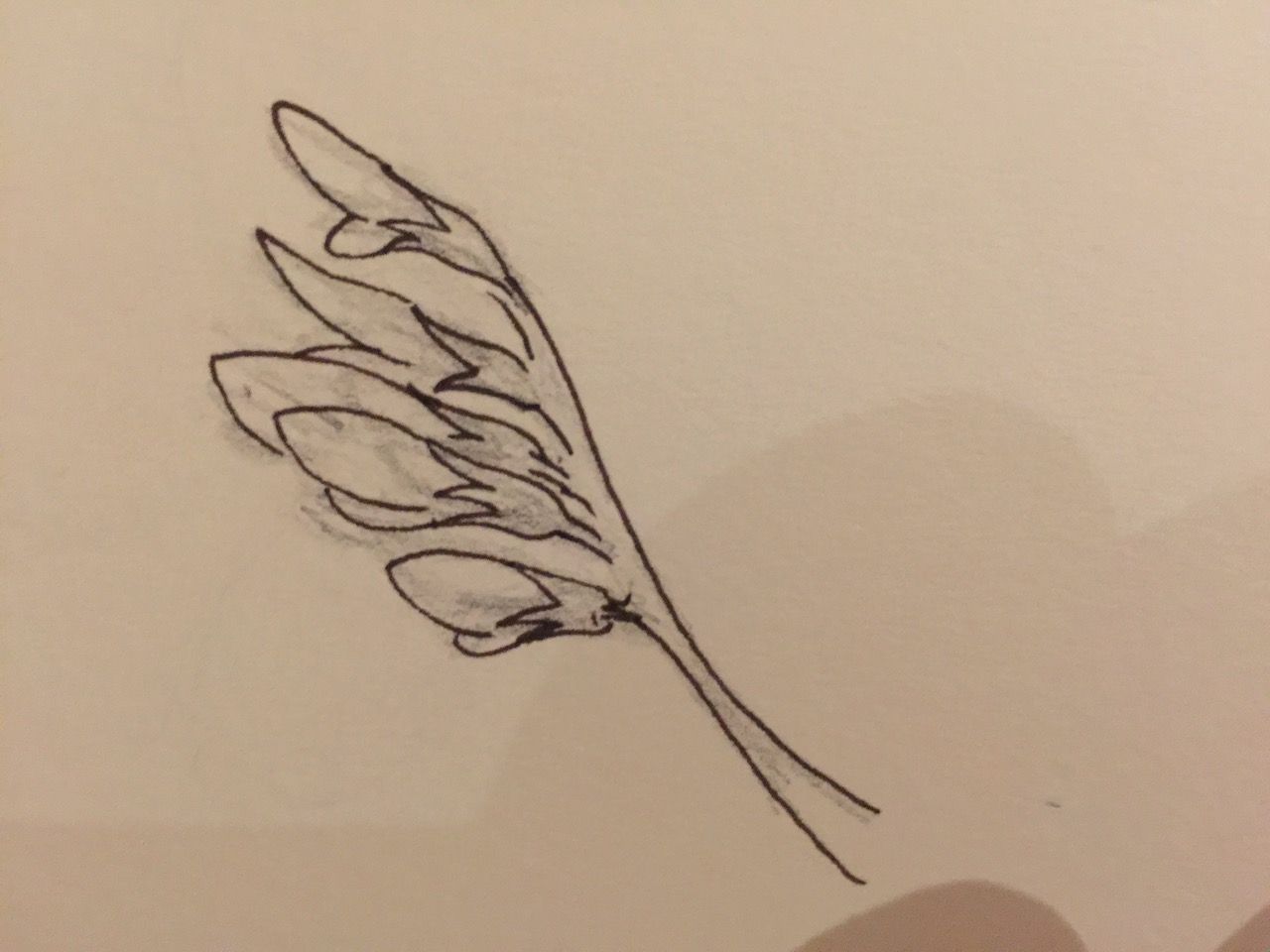 harlan logo sketches alfalfa