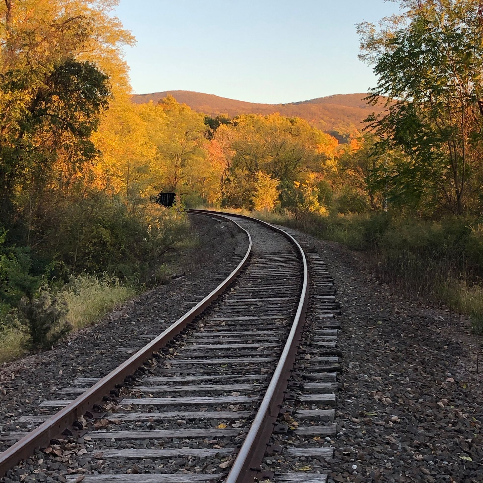 A train track that is going through a forest