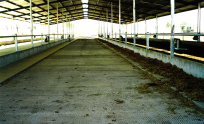 Concrete surface in cow shed