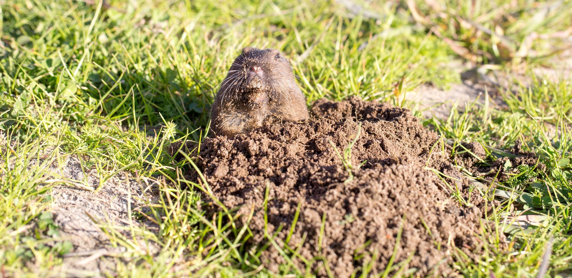 A gopher hole in the ground with excess soil around it
