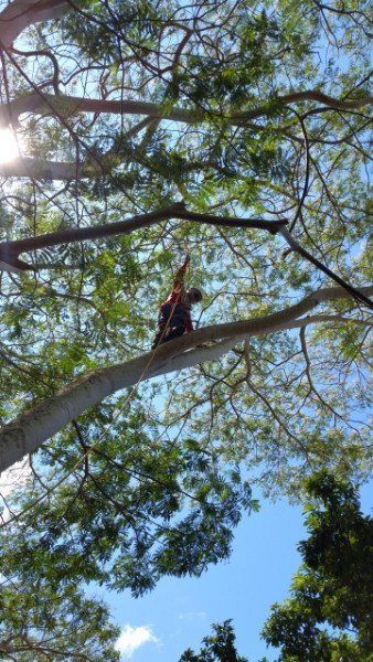 Tree Trimming | Mililani, HI | Ohana Tree Services