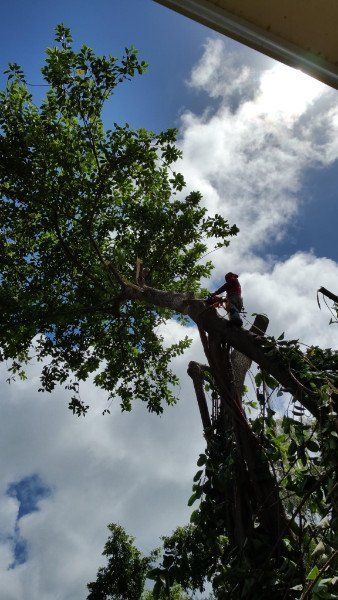 Tree Removal | Mililani, HI | Ohana Tree Services