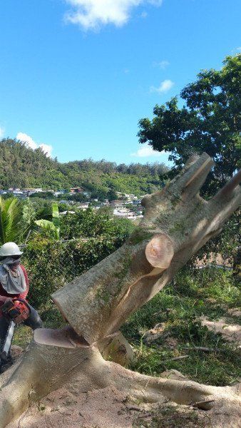 Tree Cutting | Mililani, HI | Ohana Tree Services