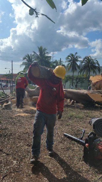 Stump Removal | Mililani, HI | Ohana Tree Services