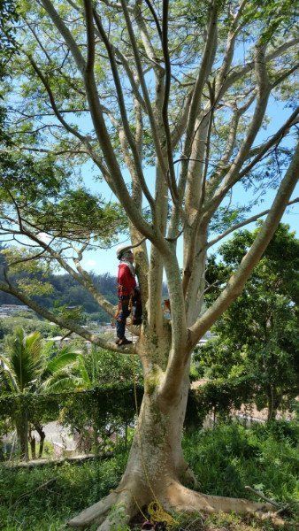 Tree Care | Mililani, HI | Ohana Tree Services