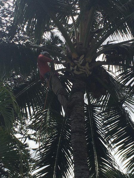 Tree Planting | Mililani, HI | Ohana Tree Services