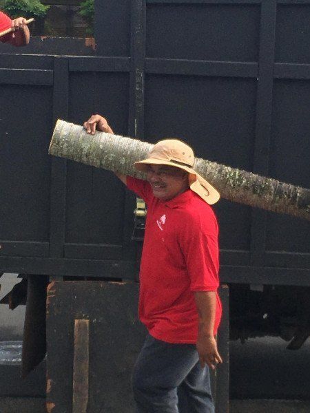 Happy Worker with Cut Tree | Mililani, HI | Ohana Tree Services