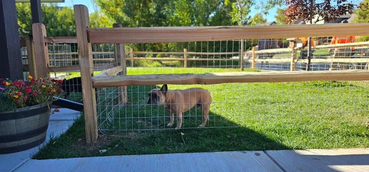 Tan dog standing in a fenced grassy yard beside a sidewalk, under bright sunlight