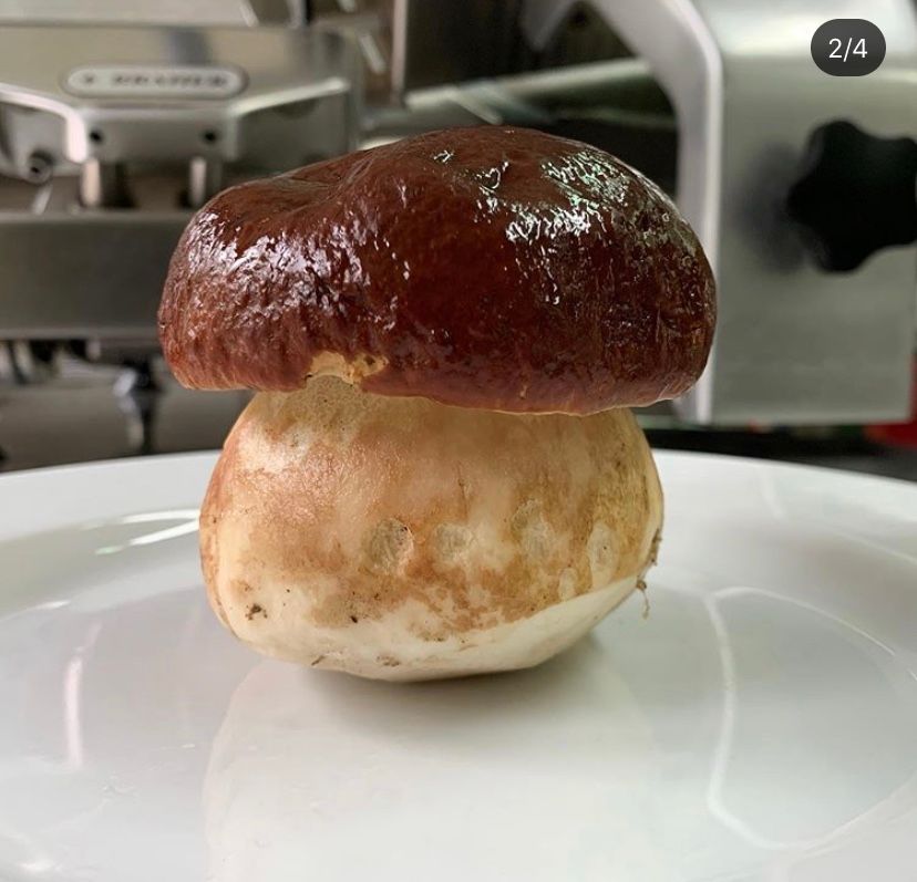A mushroom is sitting on top of a white plate.