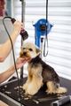 Small dog being groomed with clippers on a grooming table in a bright salon