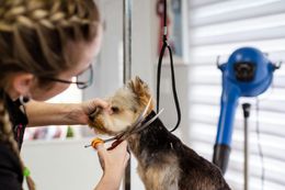 Groomer trimming a small dog’s face in a salon, with a blue drying fan in the background