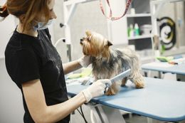 Groomer trimming a small dog on a grooming table in a bright salon