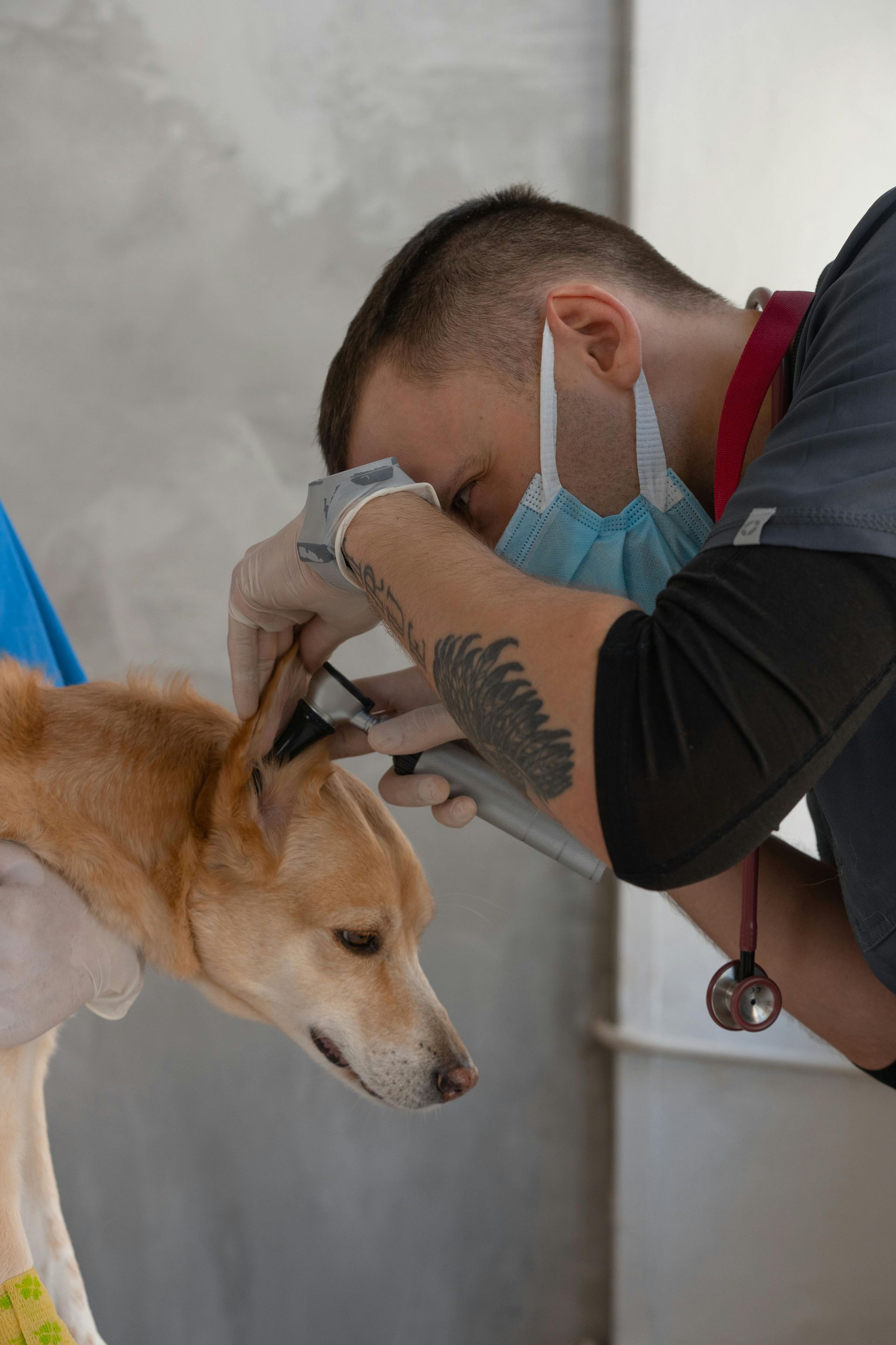 Veterinarian examining a dog's ear with an otoscope in a clinic