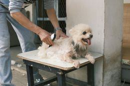 Person grooming a small fluffy dog on a table outdoors