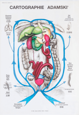 immagine apparato digerente
