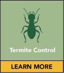 Termite Control