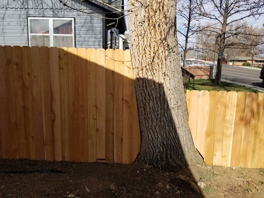 A wooden fence is next to a tree in front of a house.