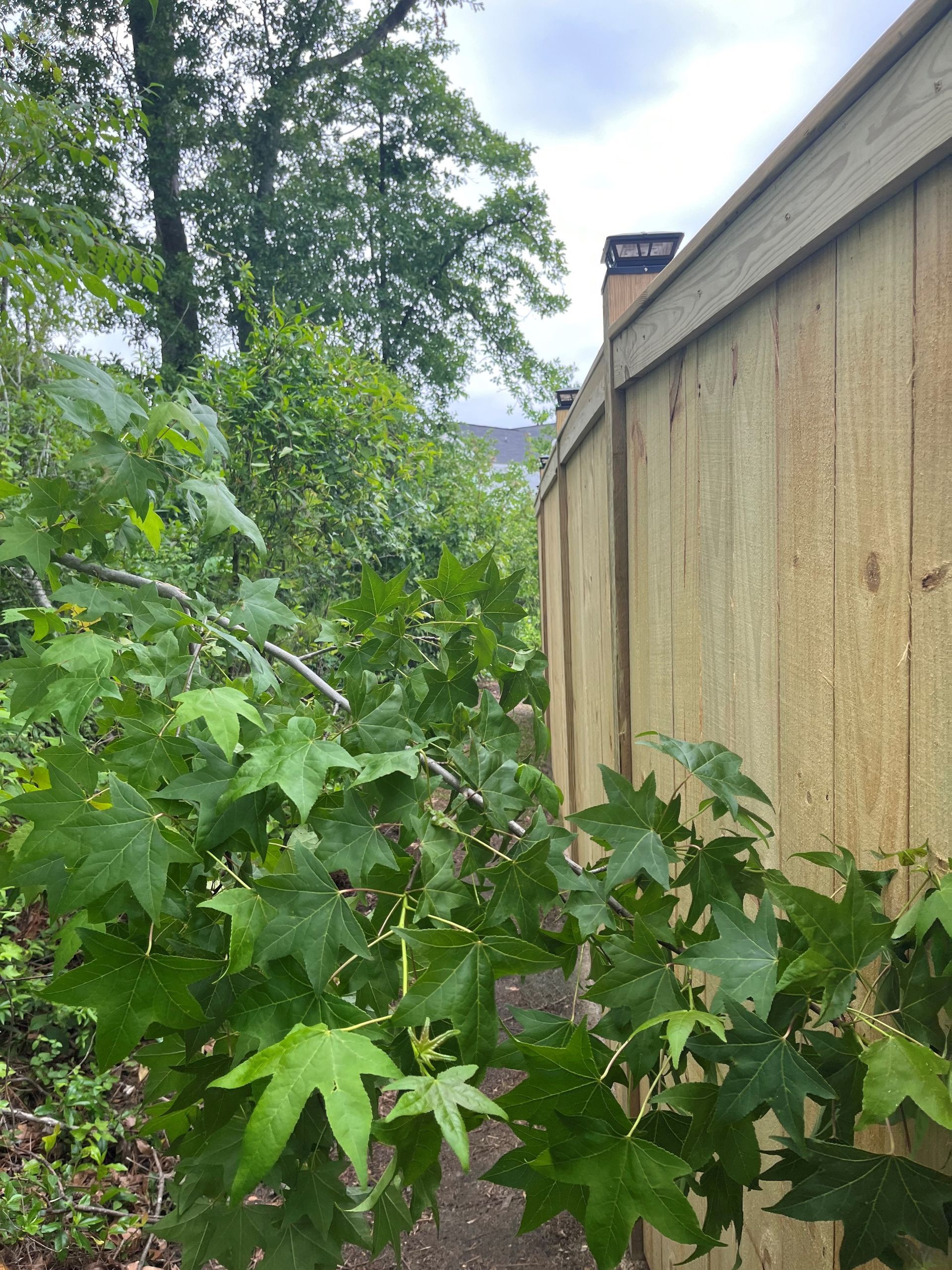 A wooden fence is surrounded by trees and bushes.