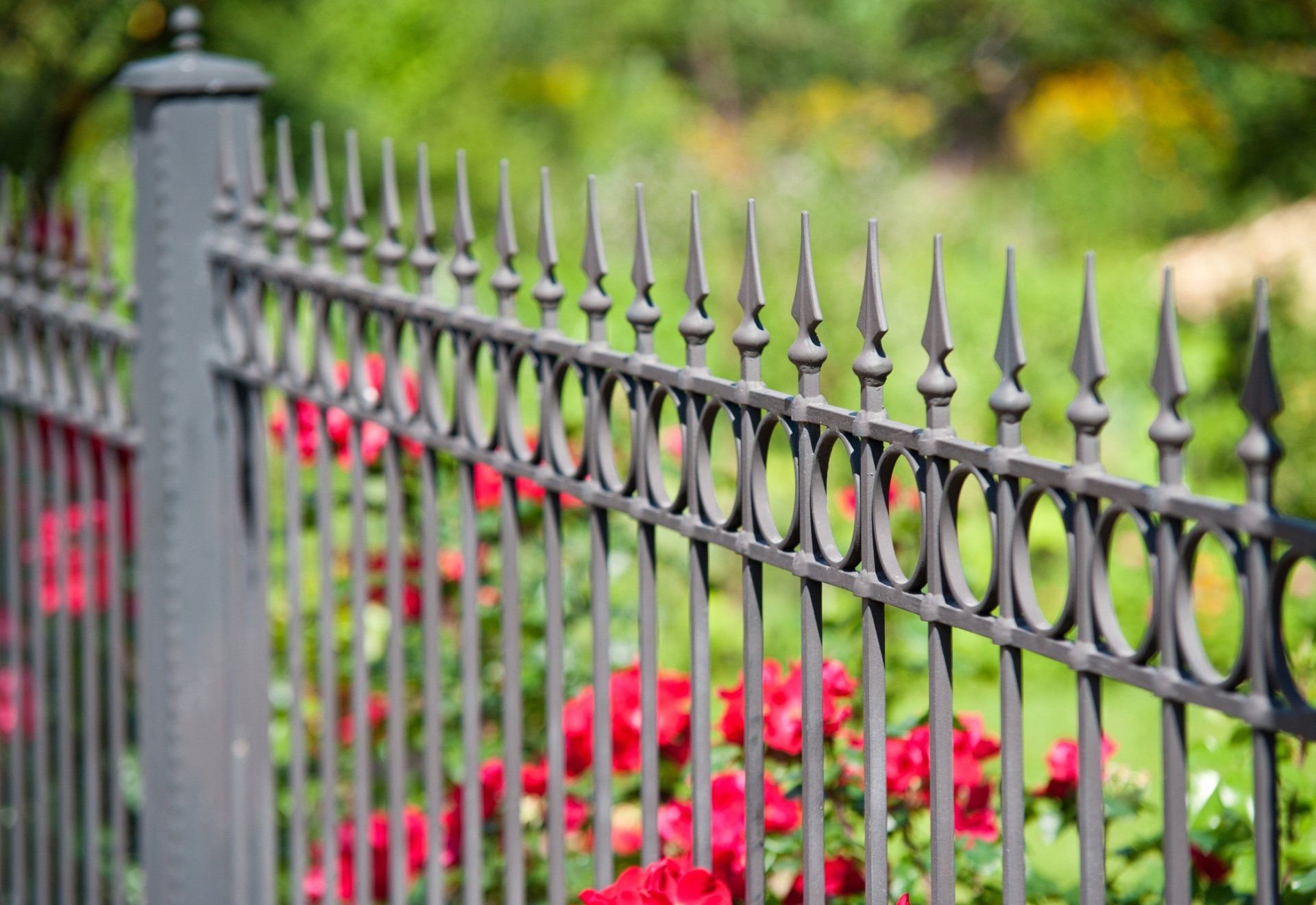 A wrought iron fence with red flowers in the background.
