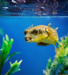 Pez globo en un acuario azul con plantas verdes. El pez tiene una expresión triste.