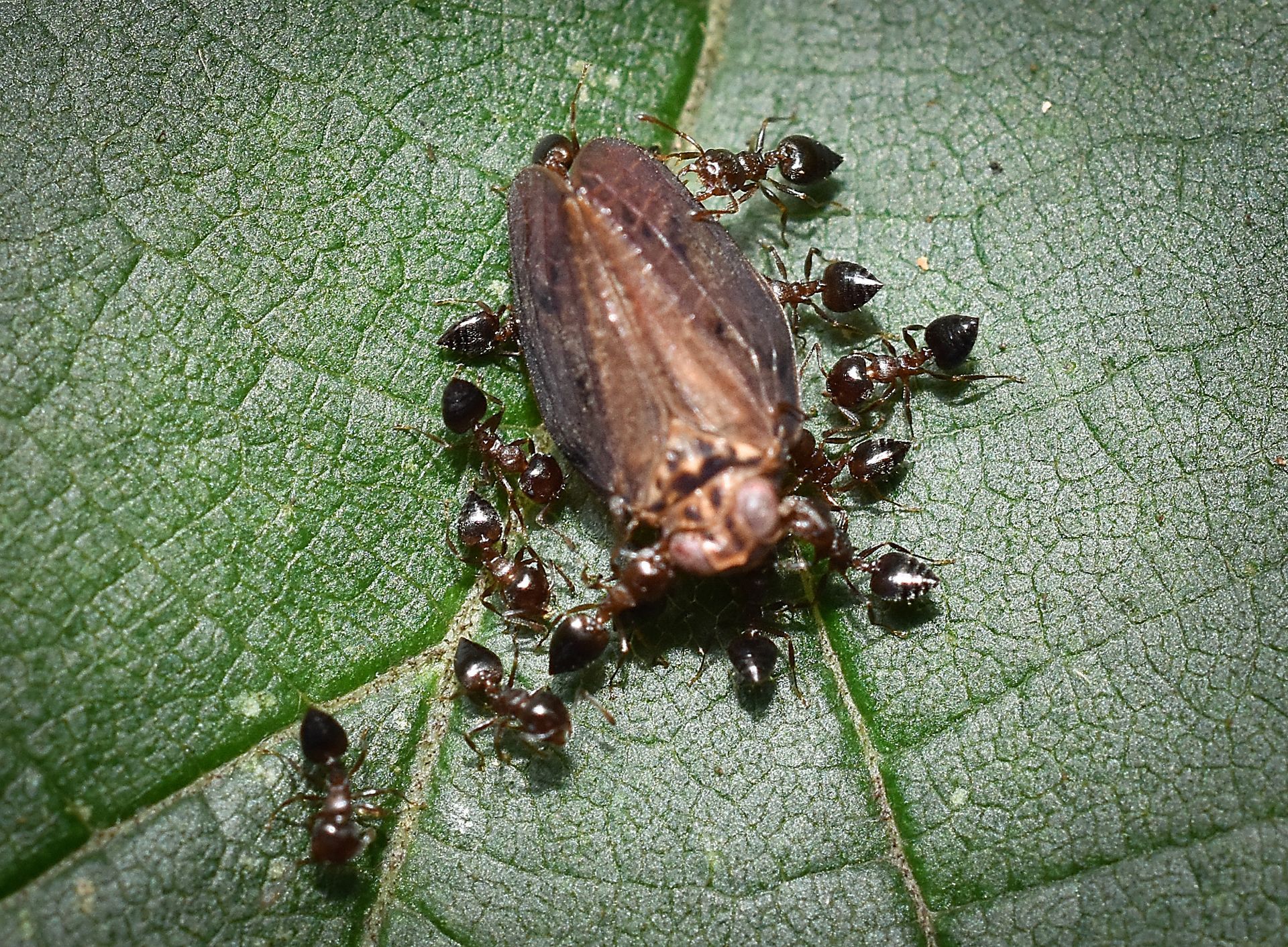 Acrobat ants eating a bug