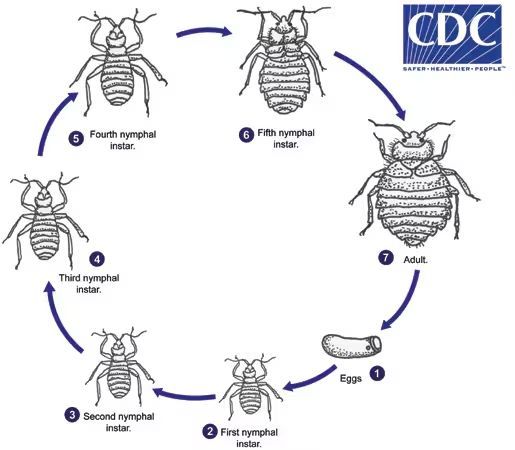 Bed Bug life cycle diagram