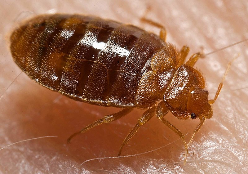 Bed bug close up image on skin