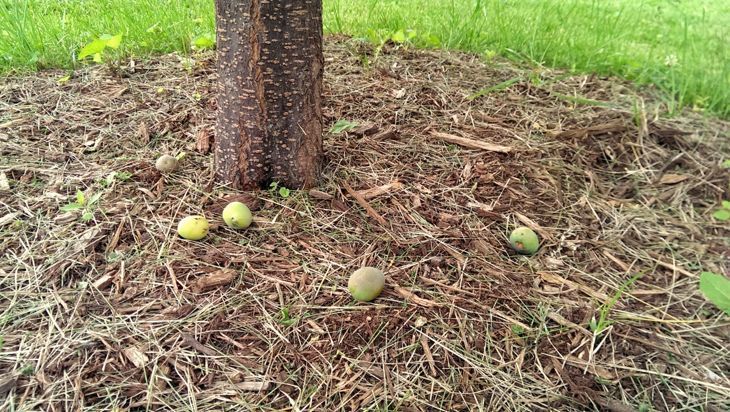 Fallen fruit laying on ground below fruit tree - rats love easy to get fruits and vegetables 