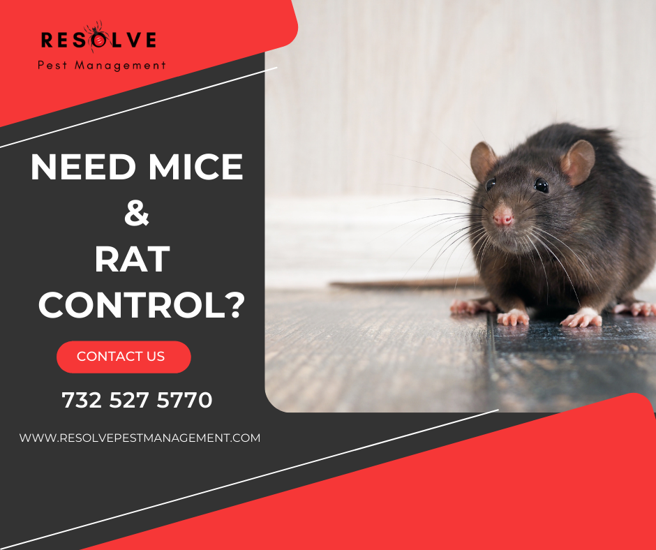 Get Rid of Rats in your Toms River Home