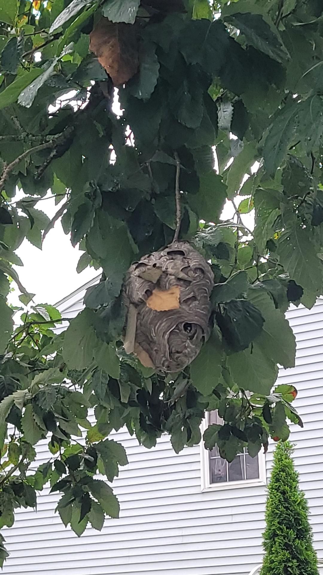 Hornet Nest In Tree