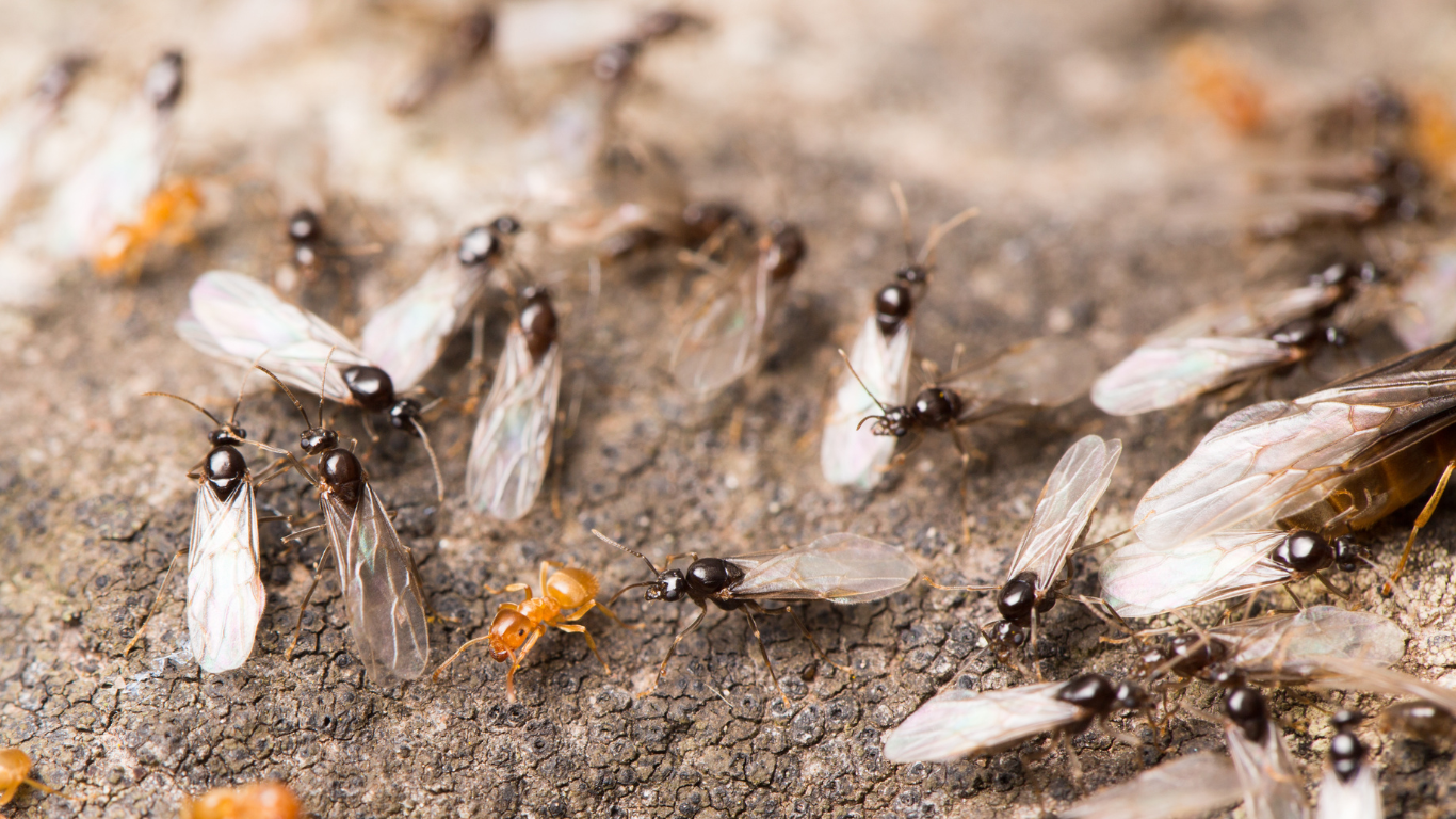 Winged Carpenter Ant