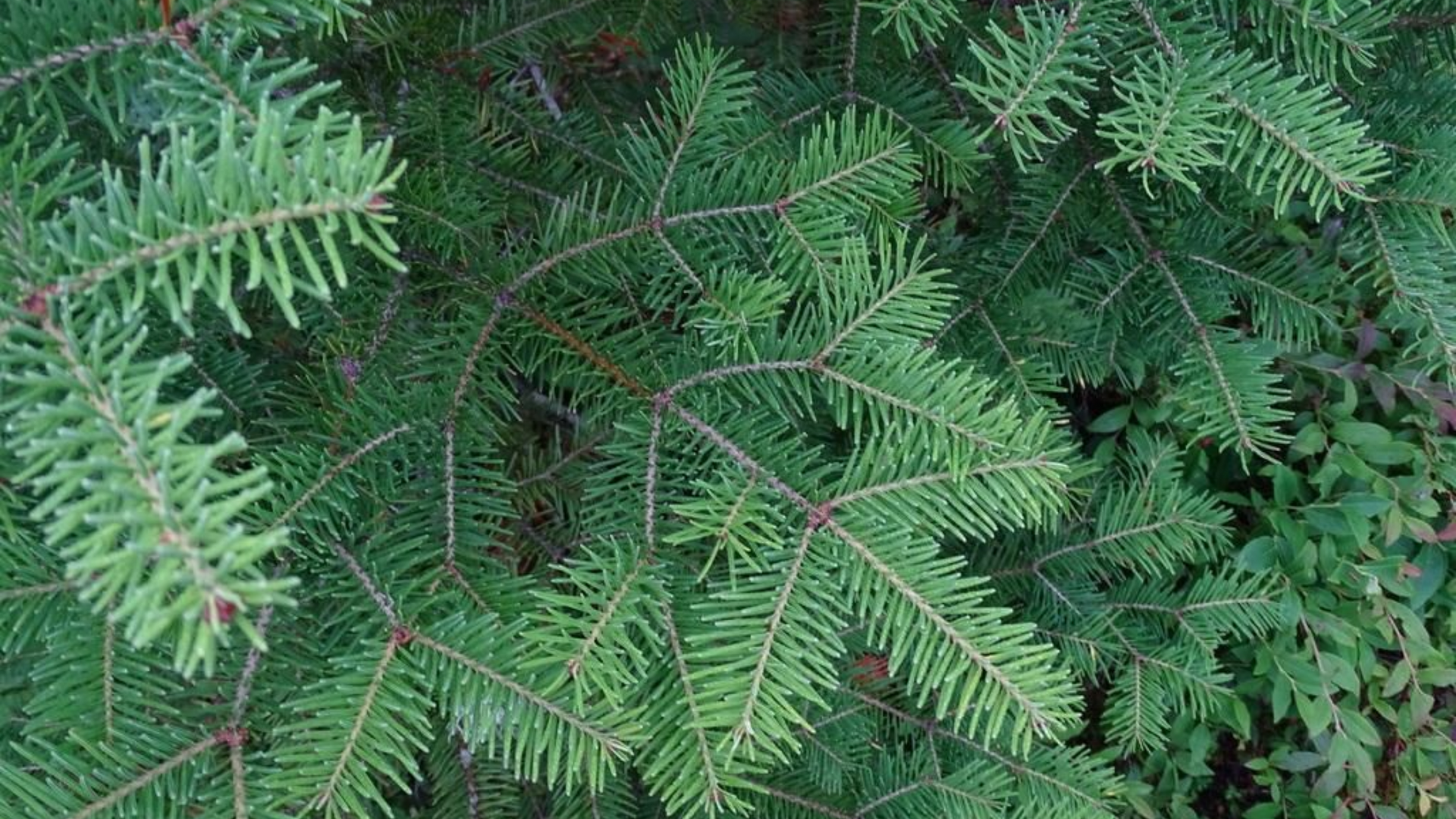 Balsam Fir plants can help deter rats