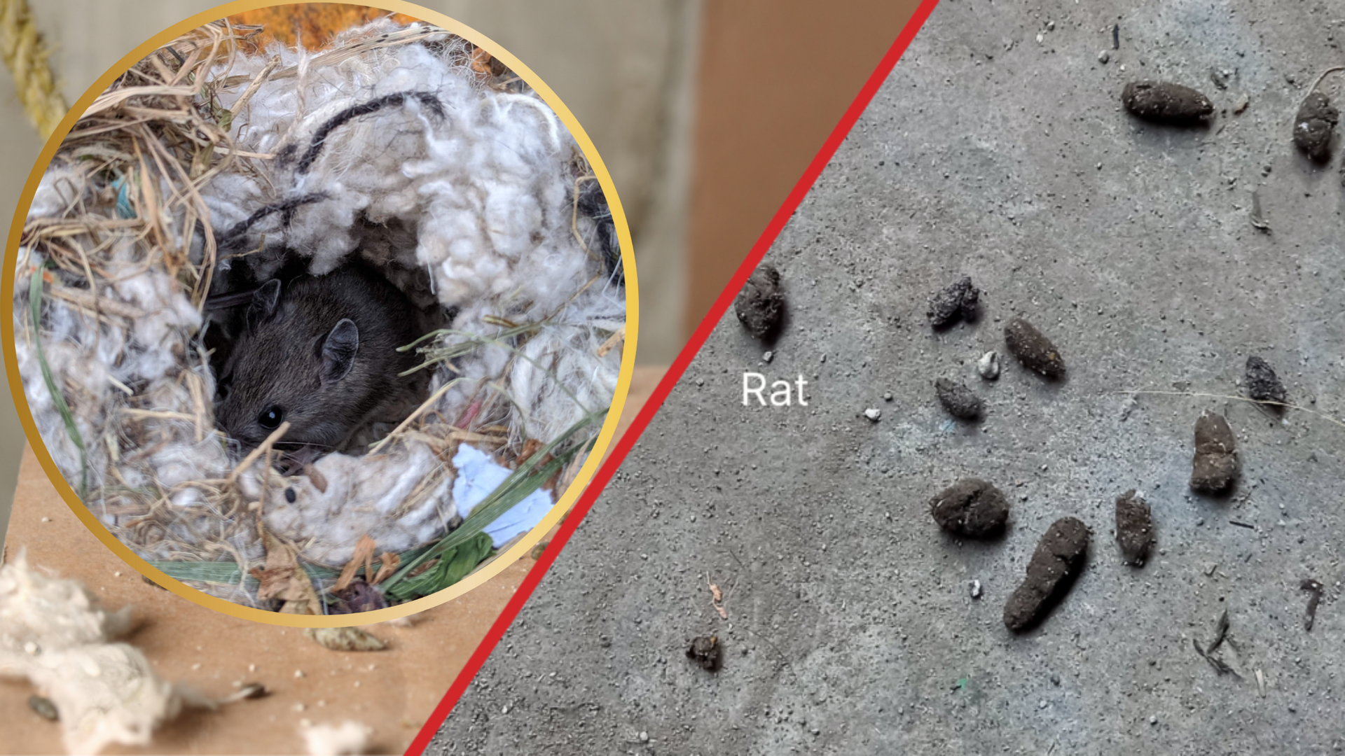 rat droppings and nesting - signs to look for