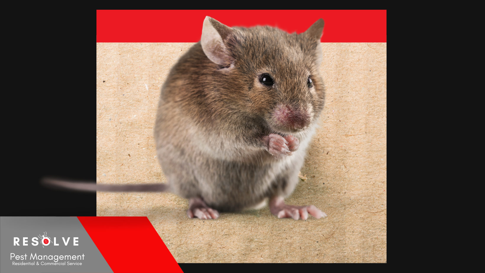 Picture of mouse with Resolve Pest Management logo
