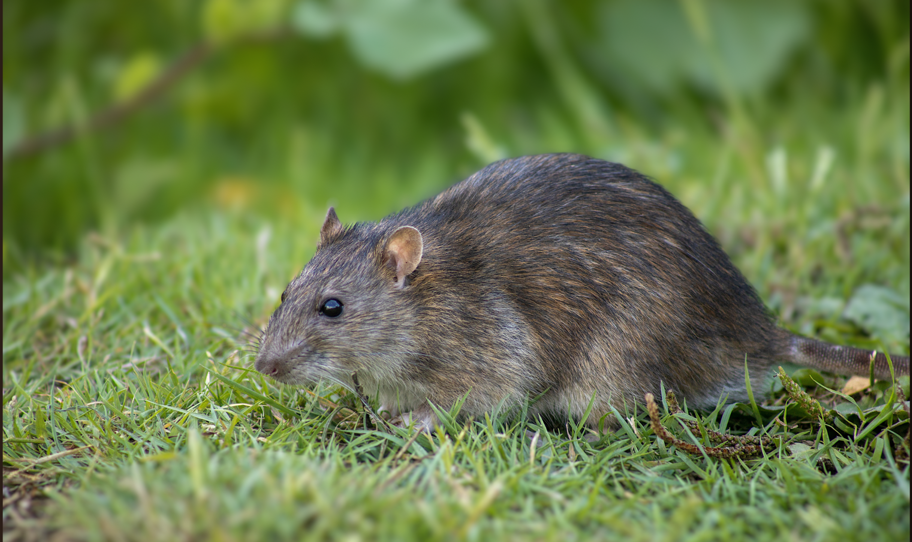 Upclose picture of rat in a garden  in nj 