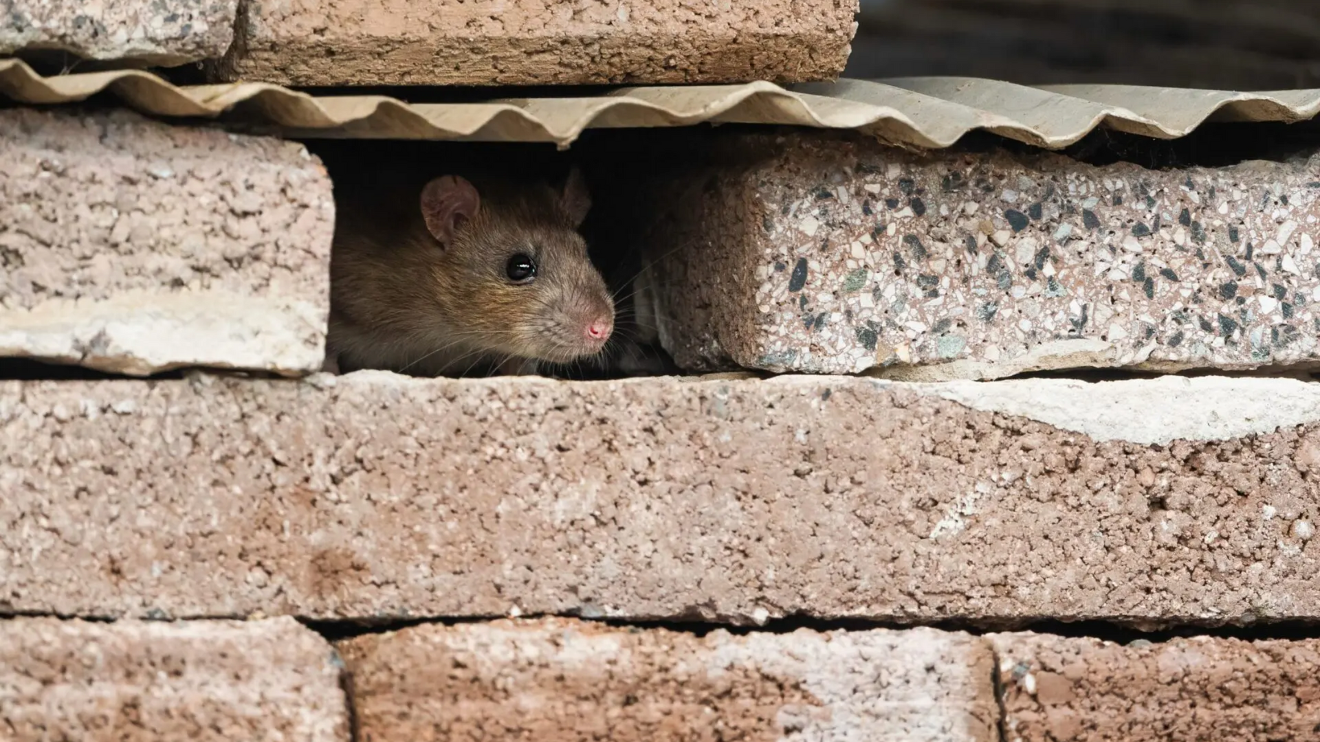 Seal rat entry points - pictured is a gap within a home foundation where a rat is peeking out