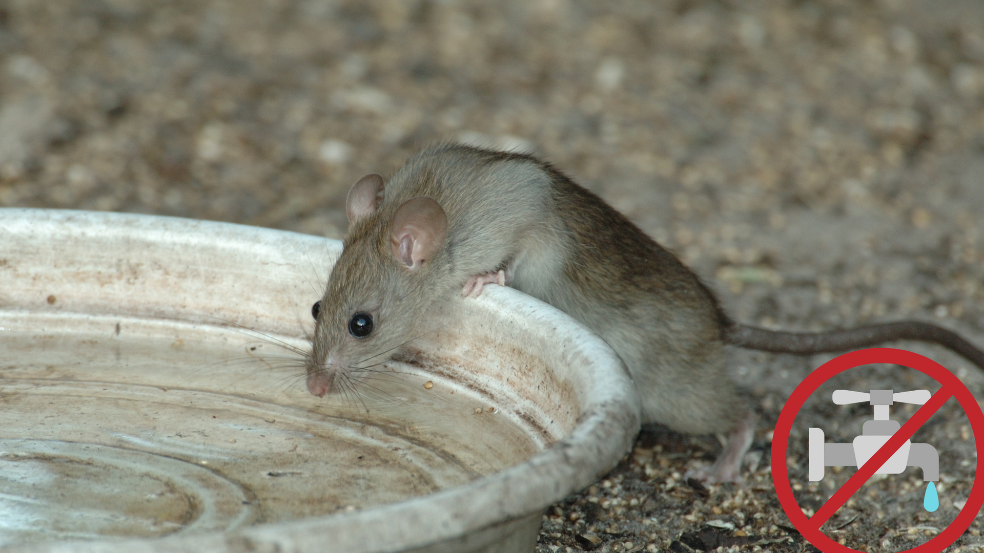 sitting water in yard attracts mice and rats