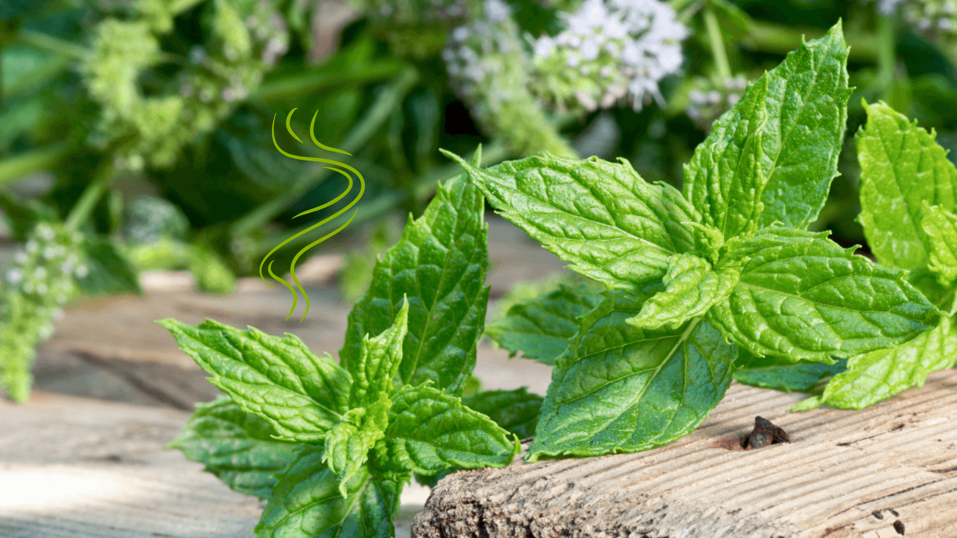 Wild mint in garden outside home deters rats