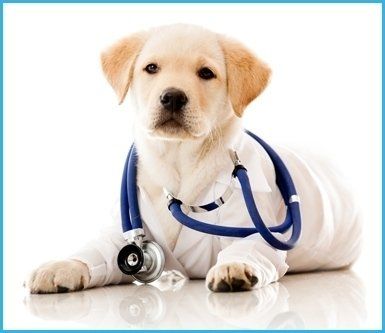 assistenza medico veterinaria