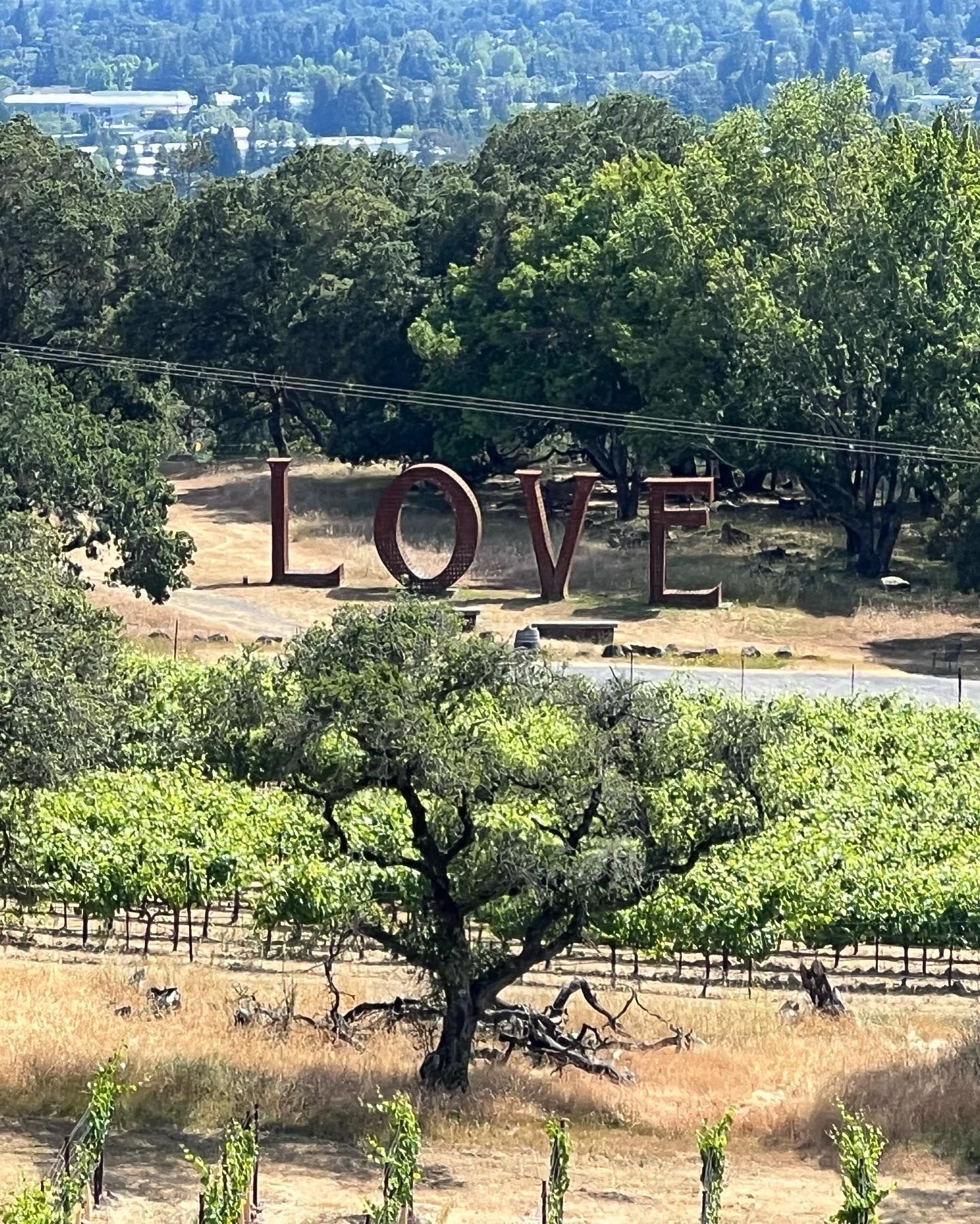 A large sculpture of the word love is in the middle of a vineyard.