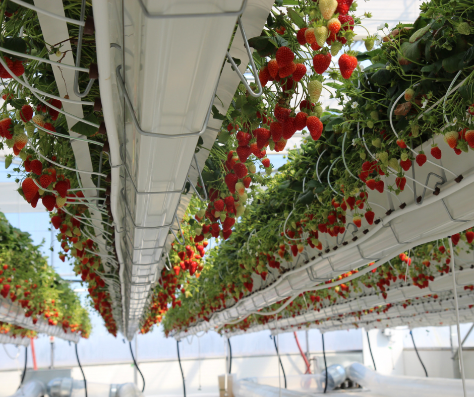 Ferme Gadbois  serre intérieure