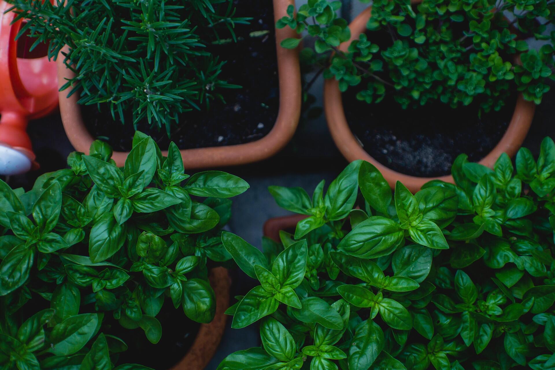 Herbs Growing in Terra Cotta Pots