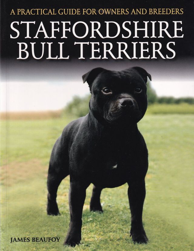 Gentleman jim staffordshire bull hot sale terrier