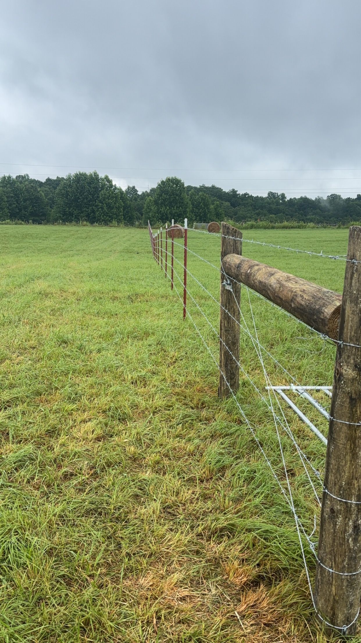 A deer is standing in a grassy field behind a barbed wire fence.